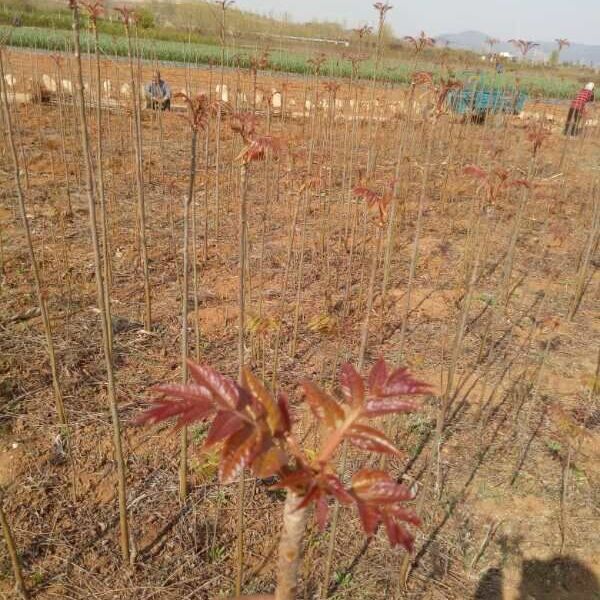 红油香椿苗  香椿红油香椿香椿树苗适合大朋种植庭院地栽