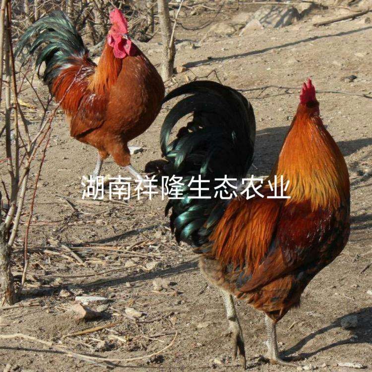  麻鸡苗 快大青脚麻鸡苗  大种鸡苗