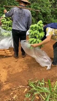 徐闻县 香蕉代办，苹果焦，粉焦，南天皇，