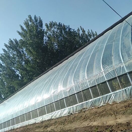 泊头市镀锌带种植大棚 哈密瓜大棚