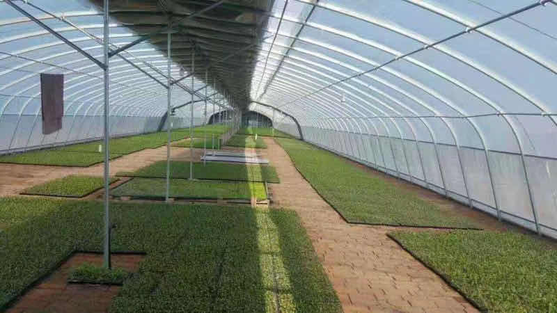 沭阳县椭圆管骨架 椭圆管大棚骨架 钢管配件  5－20米宽任意订制
