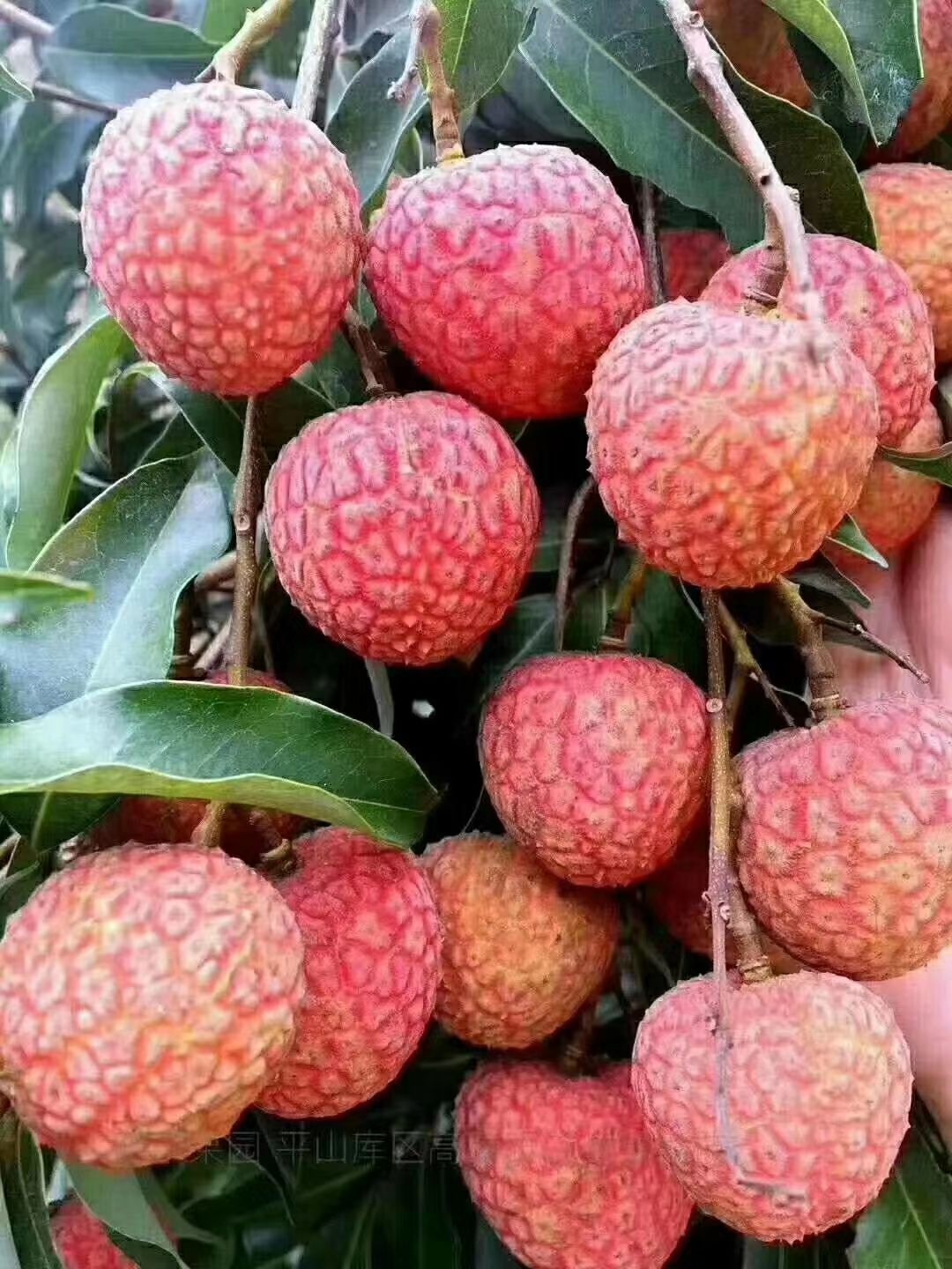 荔枝 高州贡园白糖罂