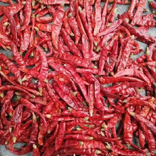 商丘干辣椒  印度S17