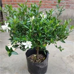  四季梔子花  盆栽盆景 四季花卉 易成活 濃香型植物