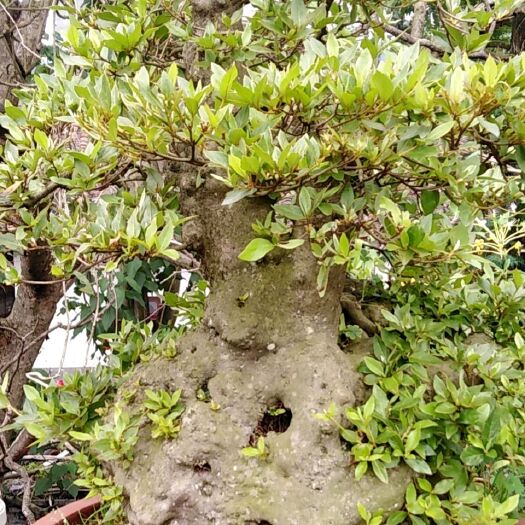 兴义市需要什么样子的杜鹃花都熟庄生庄