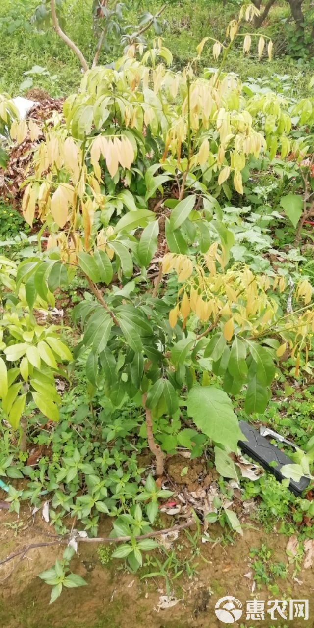 仙进奉荔枝苗  增城基岗村仙进奉荔枝嫁接苗