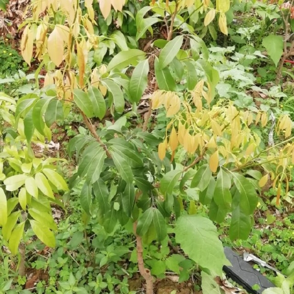 仙进奉荔枝苗  增城基岗村仙进奉荔枝嫁接苗