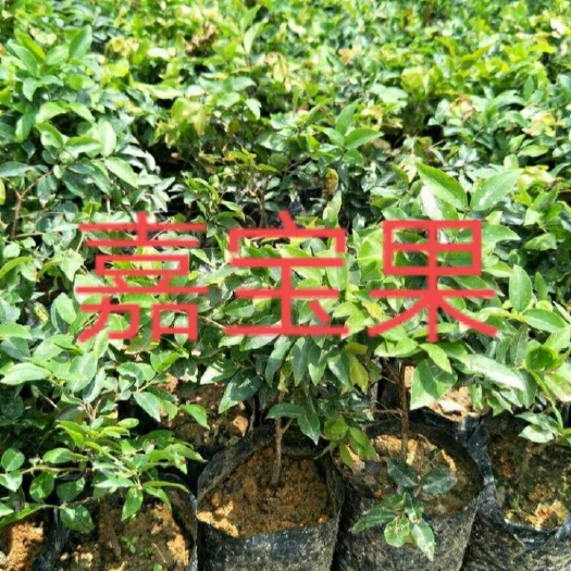 灵山县嘉宝果苗
