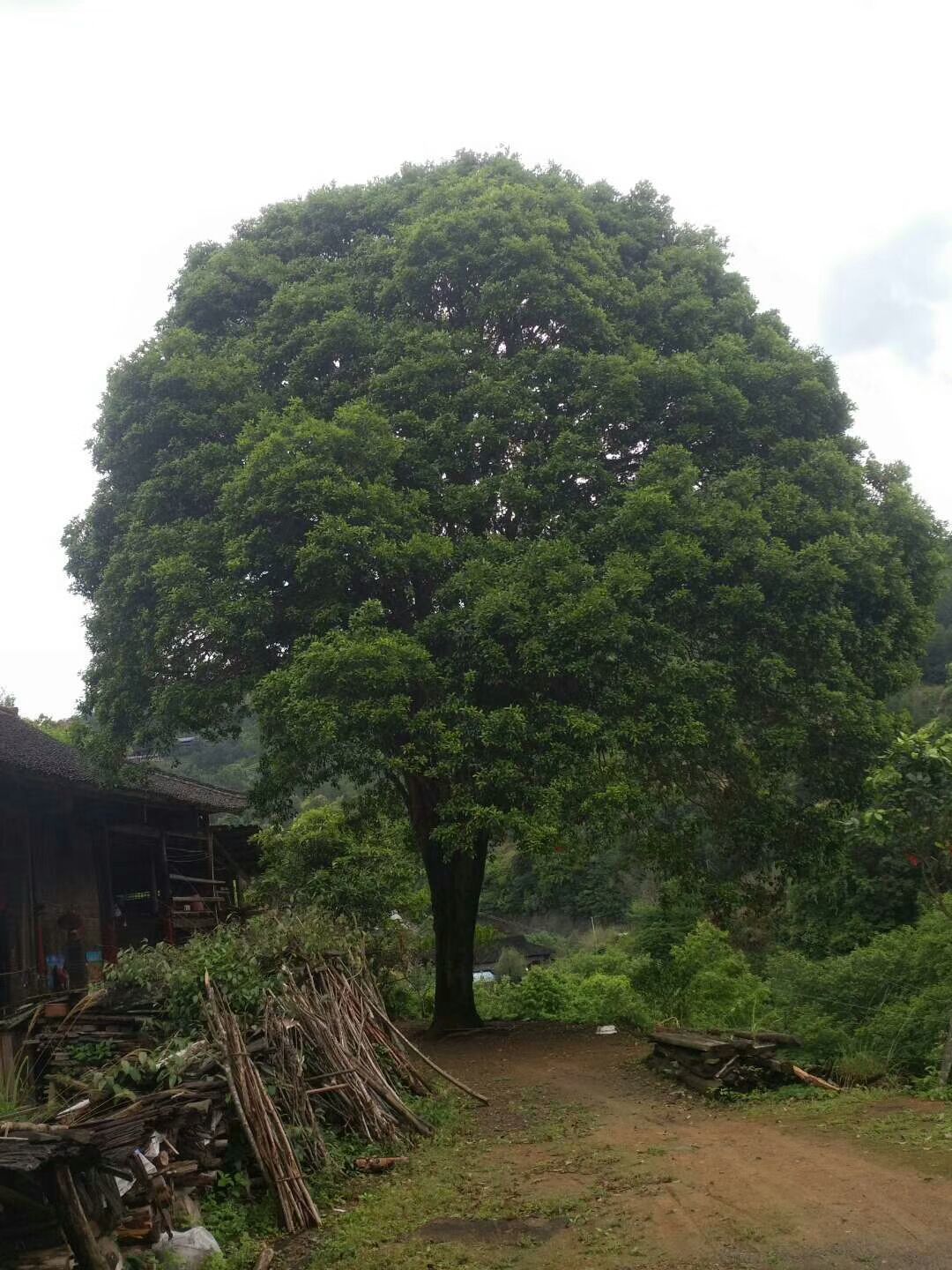 桂花树  大桂花
