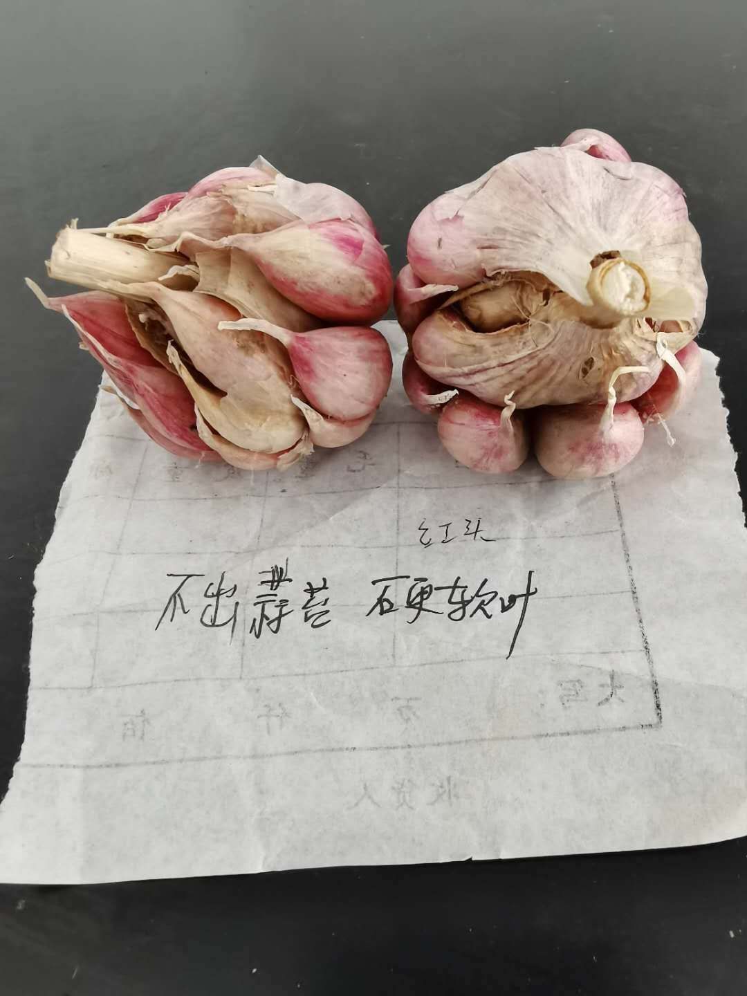 红根蒜苗  2022年最好—硬叶蒜苗蒜种开始销售啦！