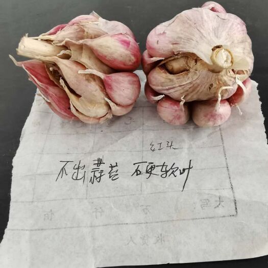 成都红根蒜苗  2022年最好—硬叶蒜苗蒜种开始销售啦！