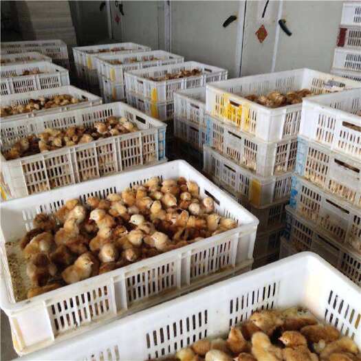 兴平市 兴平市王氏孵化厂常年出售红羽肉杂苗，B380苗，良凤麻鸡苗