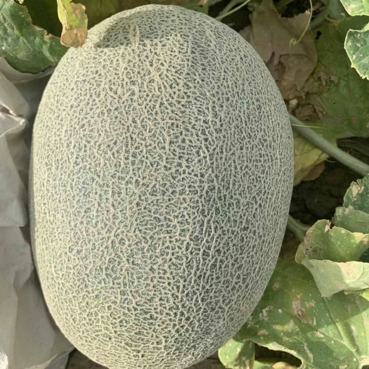 石河子市新疆哈蜜瓜 北纬43.25度，独特沙漠温差聚糖小气候，口感独特等你品鉴。