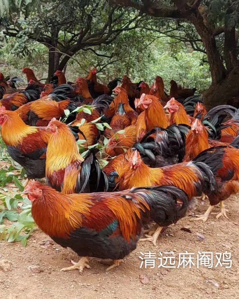 清远麻鸡苗 清远麻   草原红  笨鸡