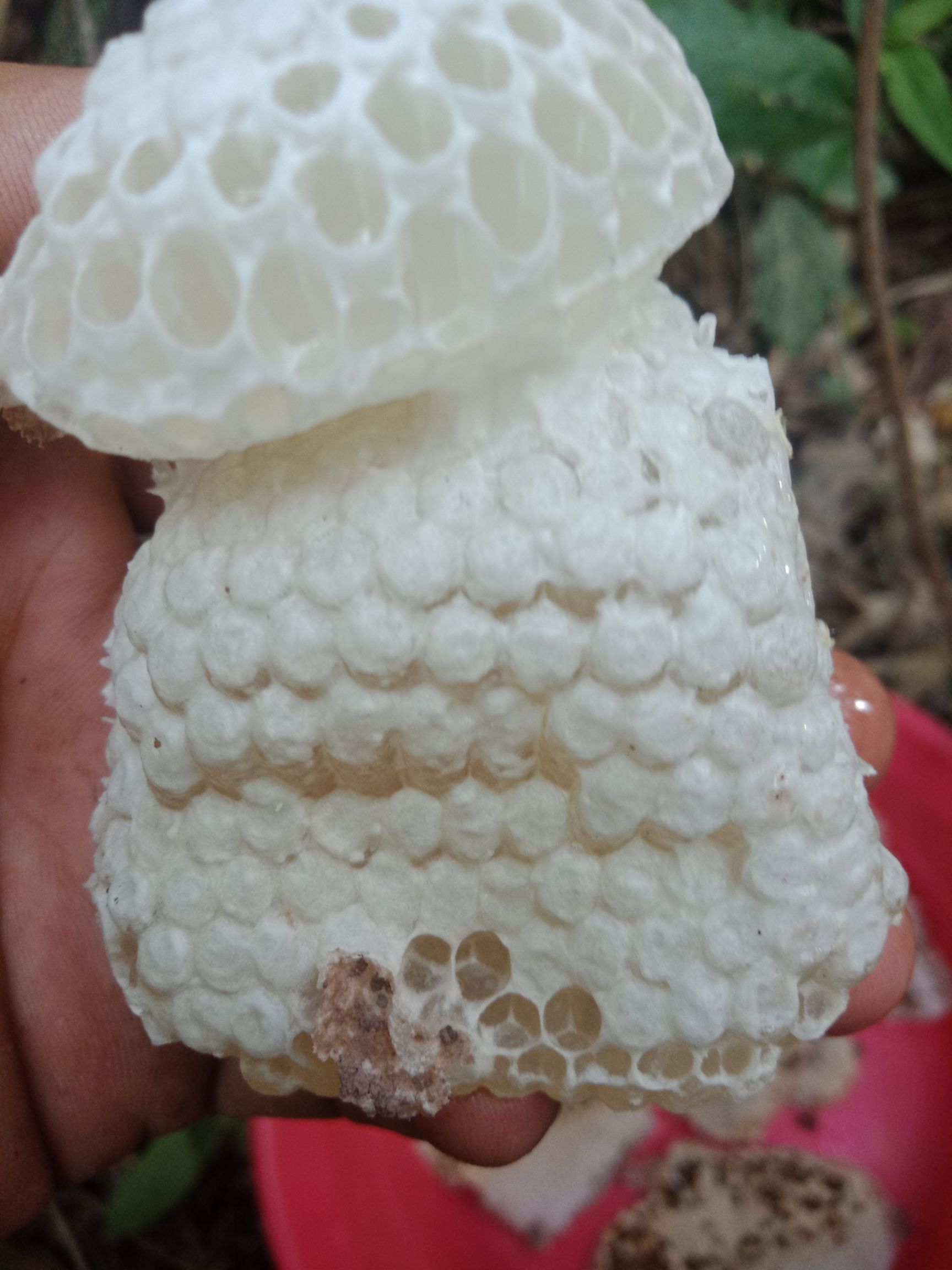  独特的蜂蜜