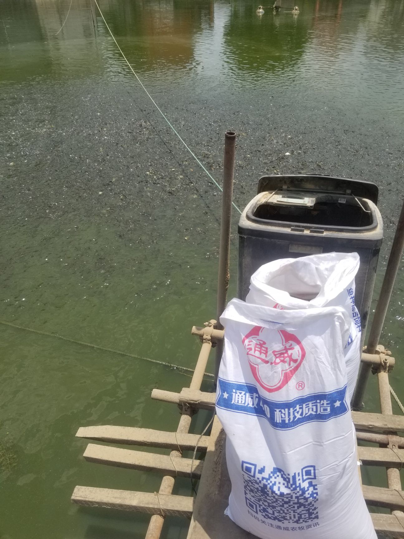 裸鲤 人工养殖