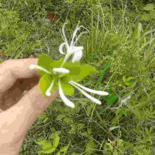 山区金银花