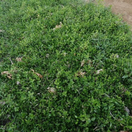 泰安小叶扶芳藤 龙柏，樱花，小叶，大叶扶芳藤