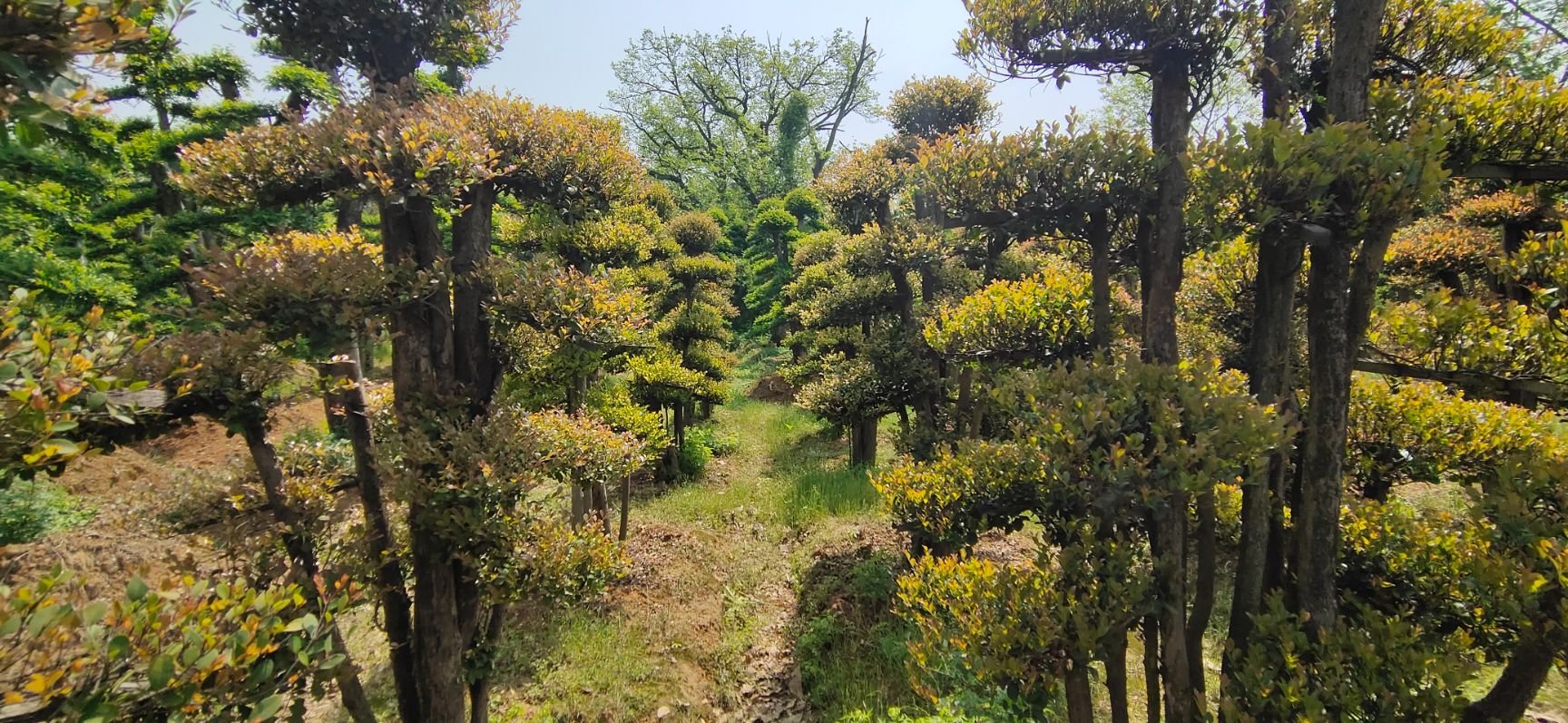 小叶赤楠桩  造型赤楠桩景大量供应