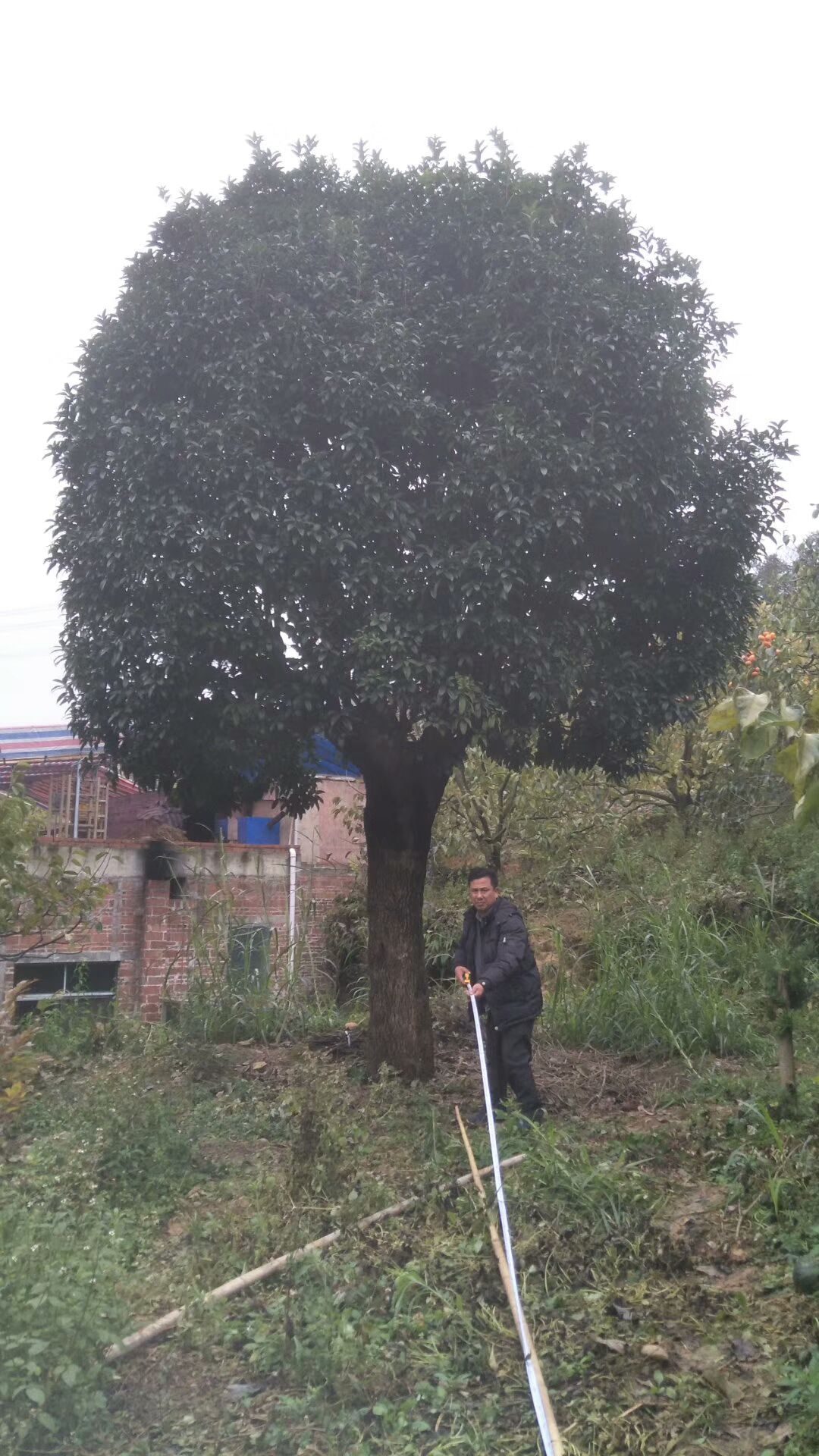 桂花树  大桂花