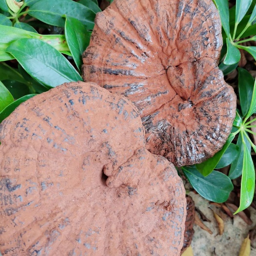平远县灵芝，黑灵芝，带粉灵芝整朵不苦