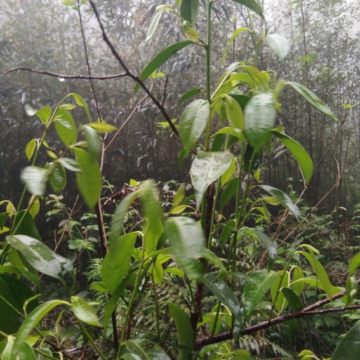  正宗瑶山石崖茶