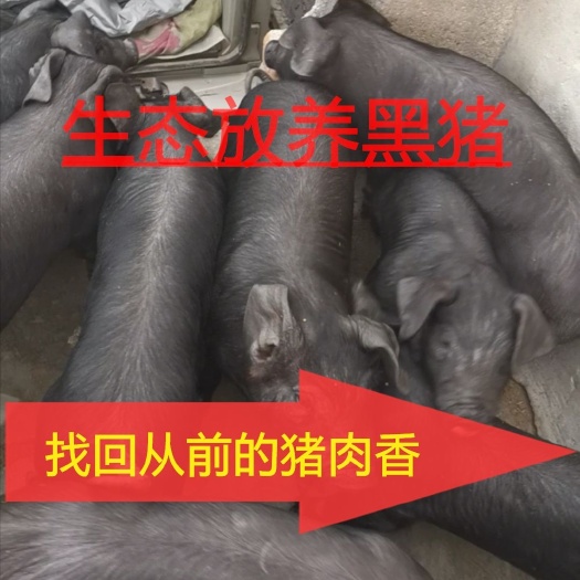 土黑猪苗  供应生态黑猪 藏香猪沂蒙黑仔猪 黑母猪 外三元仔猪 二元母猪