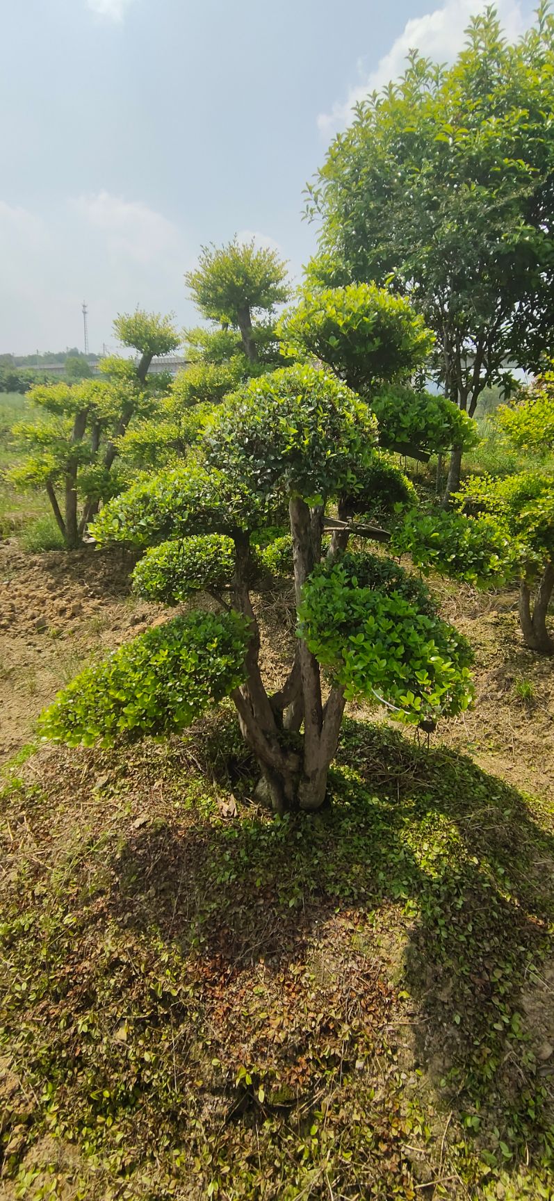 小叶赤楠桩  造型赤楠桩景大量供应