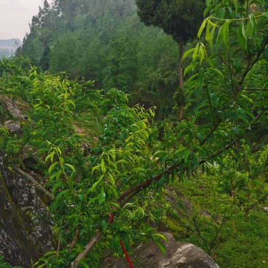 苍溪县半边红李子 苍溪高山脆李