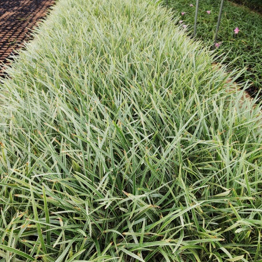 漳州麦冬草 银边沿阶草