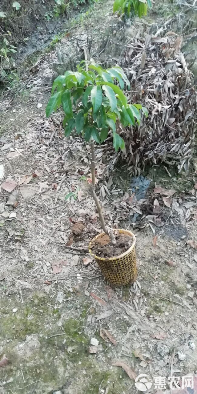 仙进奉荔枝苗  增城基岗村仙进奉荔枝嫁接苗