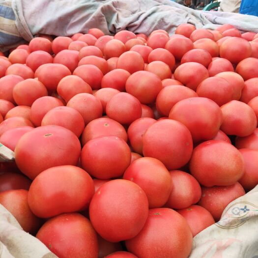 邯郸本地西红柿大量上市，