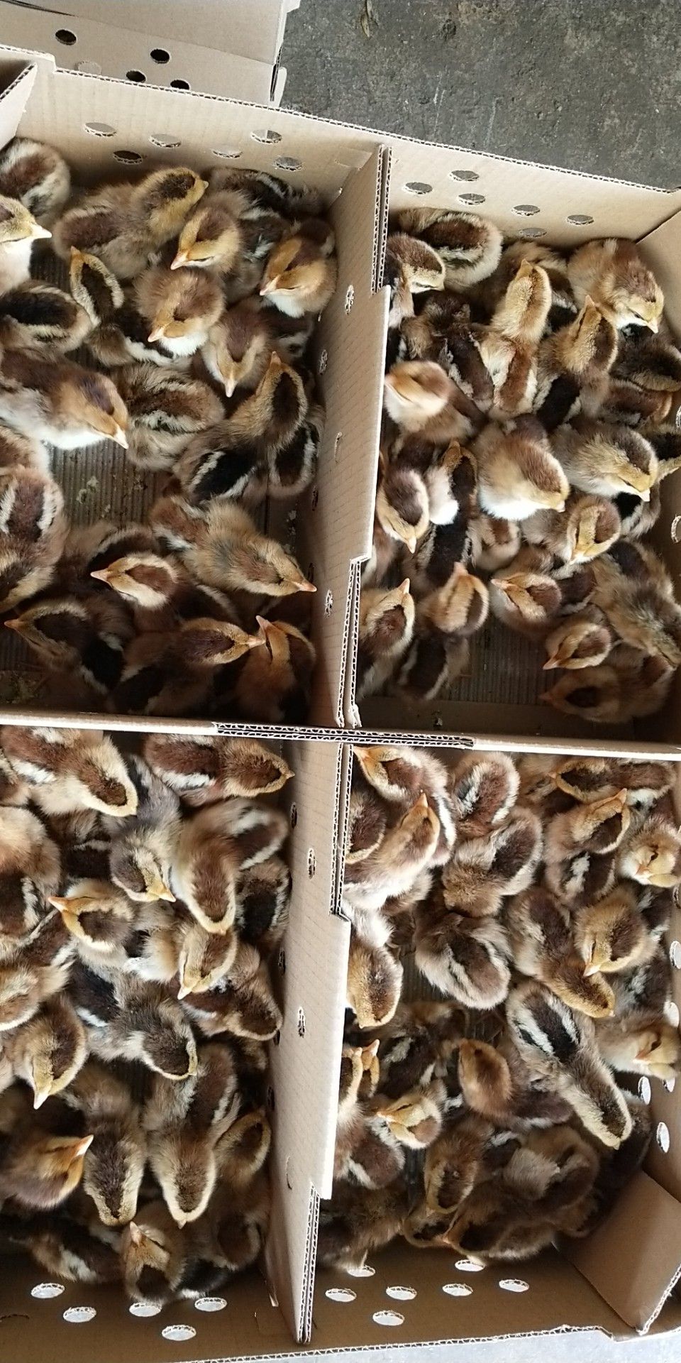 清远麻鸡苗 清远麻   草原红  笨鸡