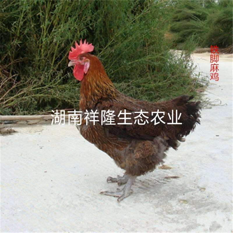  麻鸡苗 快大青脚麻鸡苗  大种鸡苗