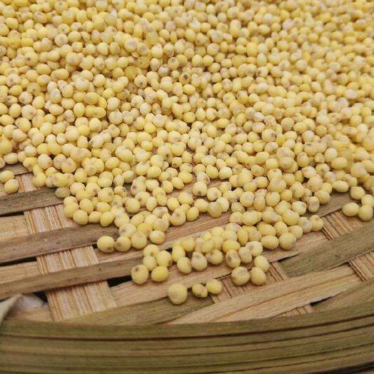 原平市23年山西忻州特产农家自种大黄米 ，南方人也叫糯小米又软又糯