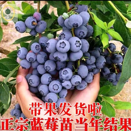 平邑县兔眼蓝莓苗  优质蓝莓苗，兔眼蓝莓，薄雾，品种齐全，现挖现卖，基地直发