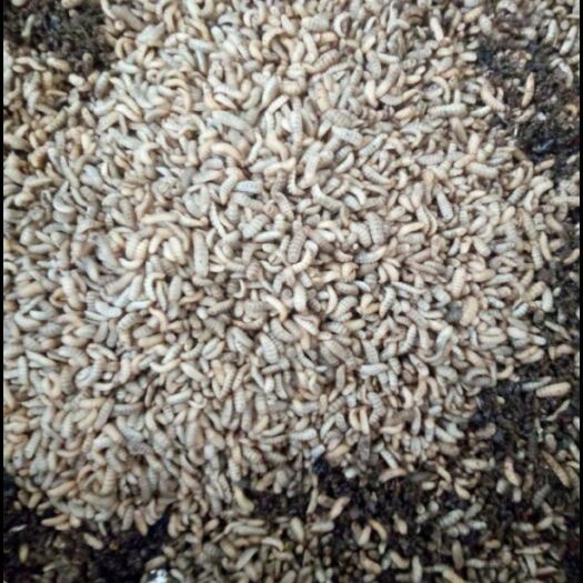沧县蛋白质饲料 黑水虻虫幼虫干虫冻虫，可作为各种鸟类禽类，鱼虾蟹高蛋白饲料