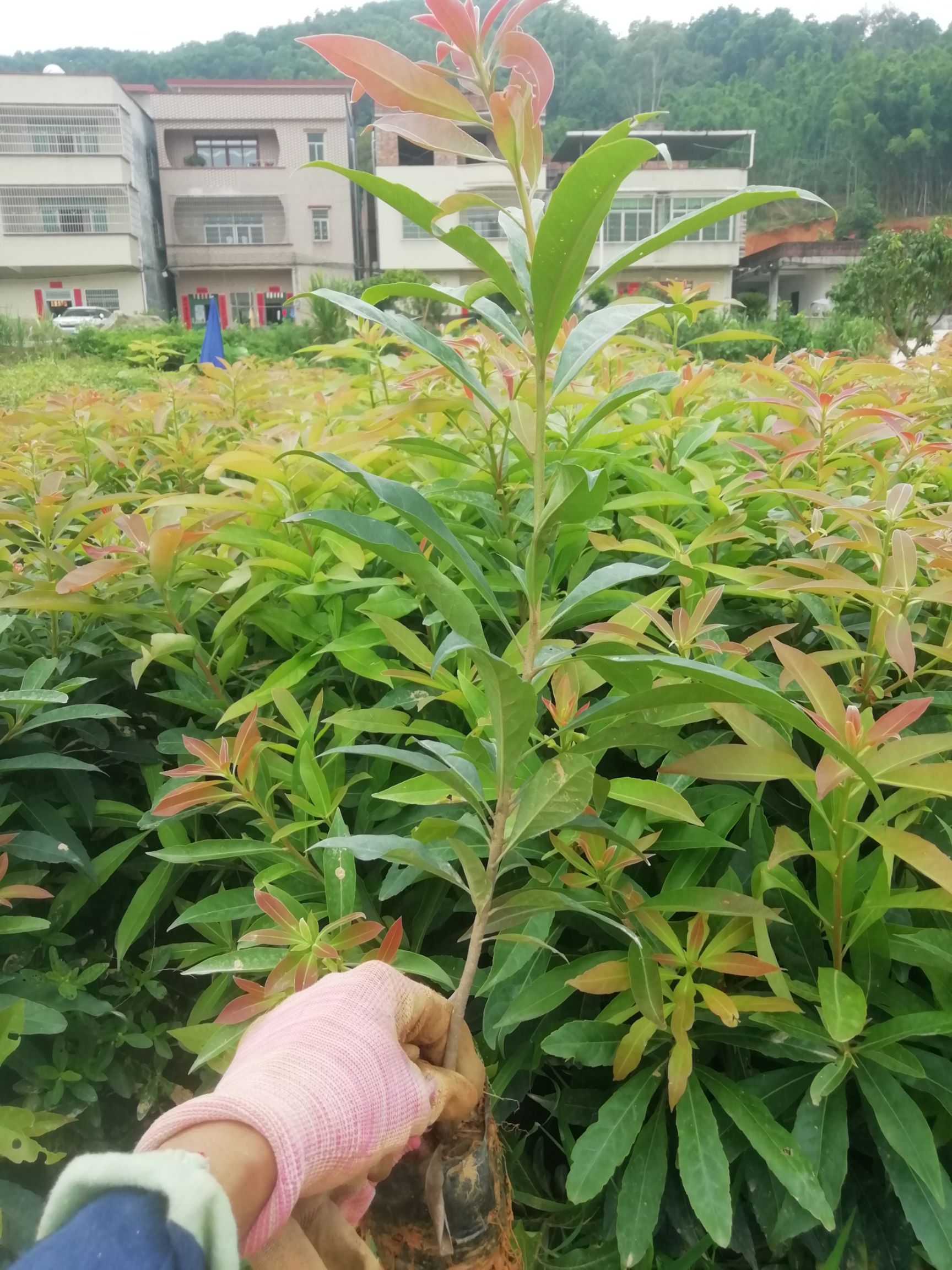 木荷苗