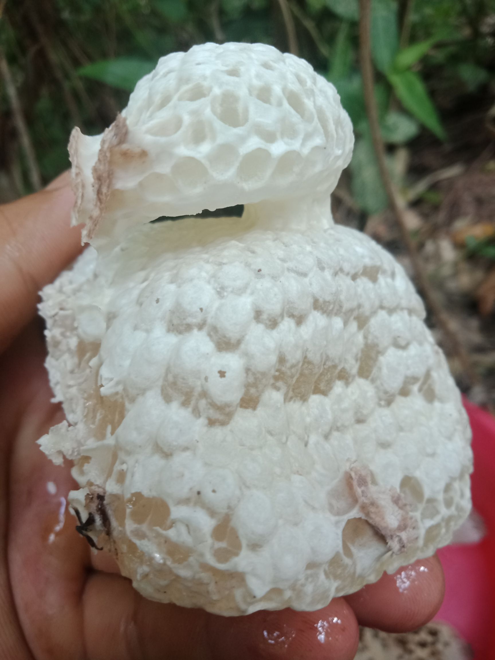  独特的蜂蜜