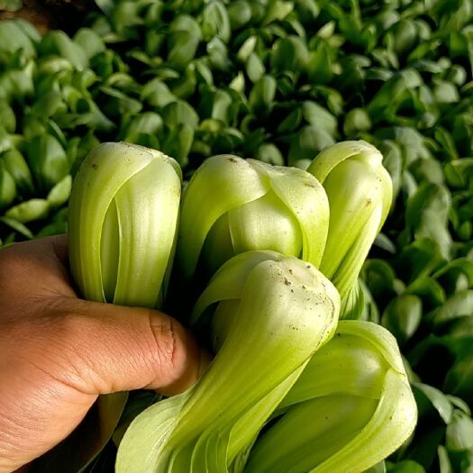 青岛山东青岛万亩油菜，价格低质量好