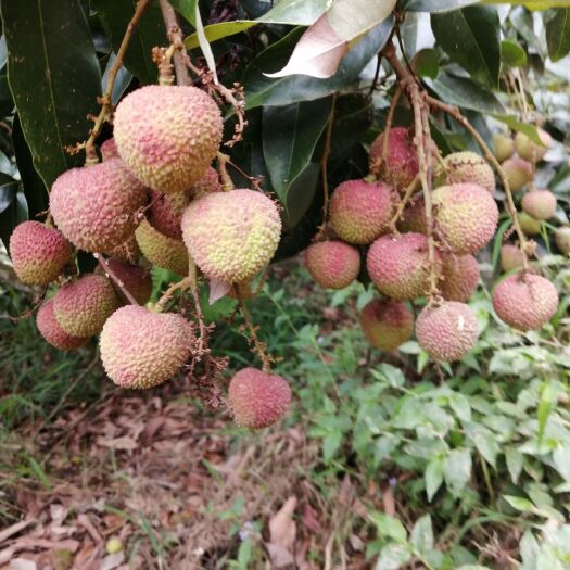 浦北县代购