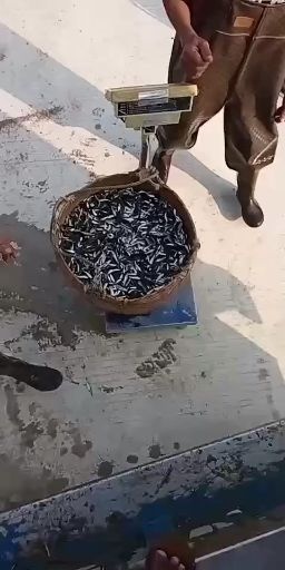 博罗县 土鲮鱼苗，鱼粒