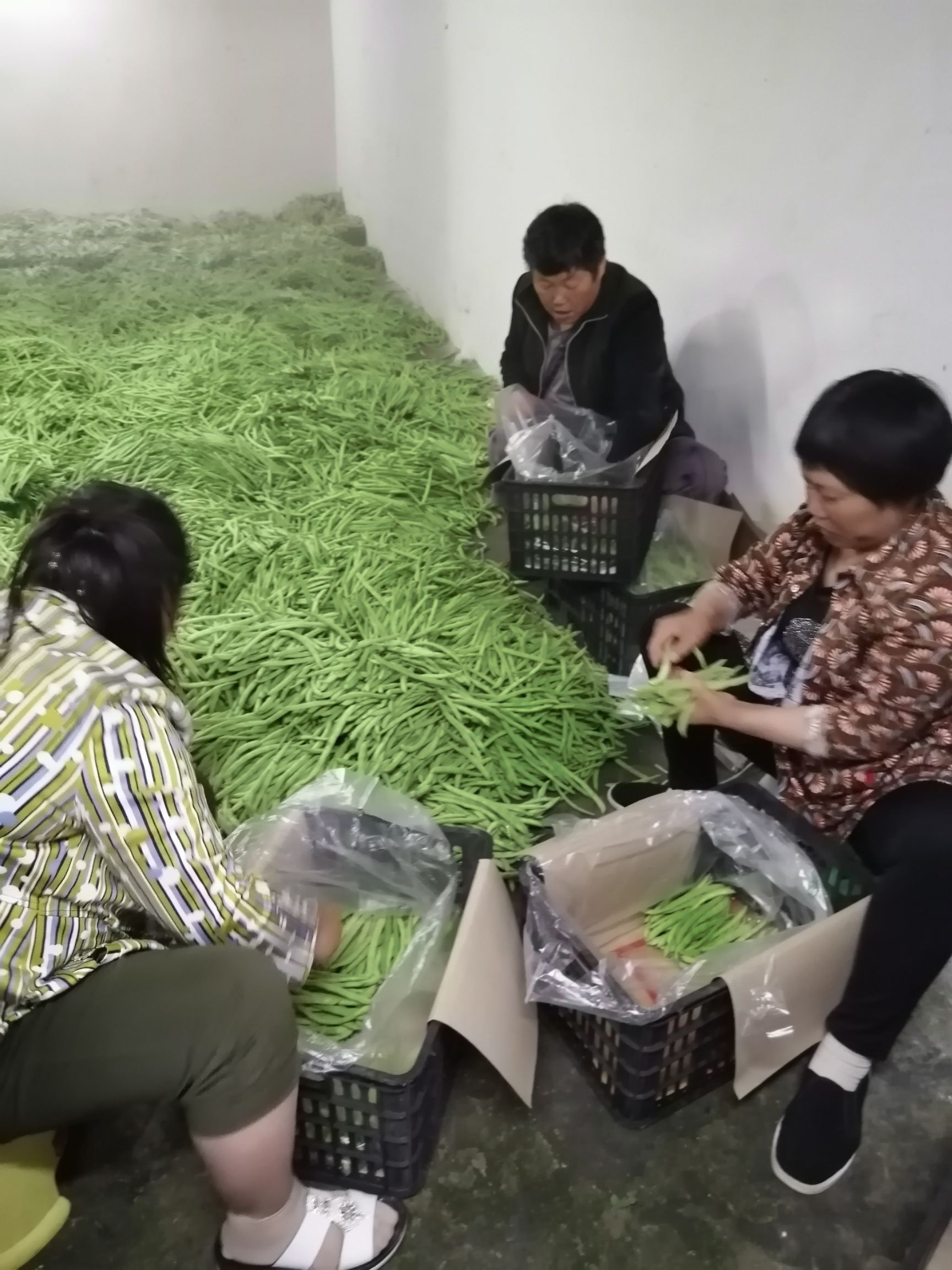 白花四季豆  高山四季豆，现货供应，货量充足，产地批发！欢迎