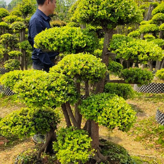 浏阳市小叶赤楠桩  造型赤楠桩景大量供应