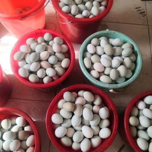 高密市绿壳鸡蛋 食用 箱装