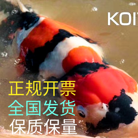  明码实价纯种日本锦鲤