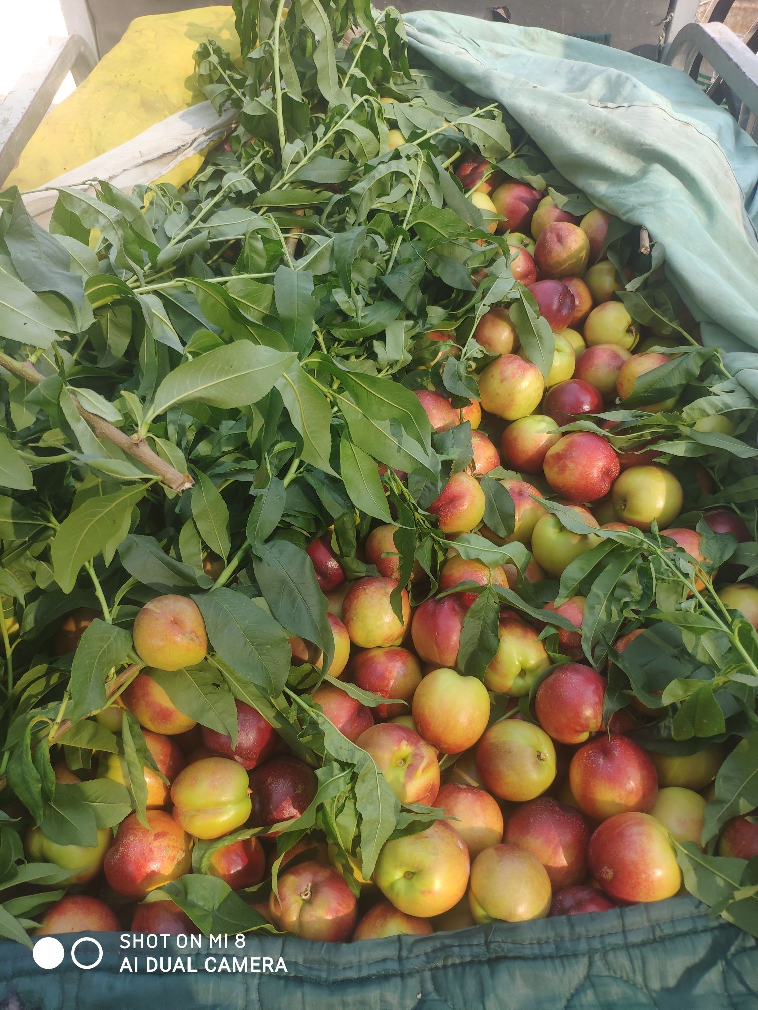  早熟油桃，面光，颜色正，口感好，个头大