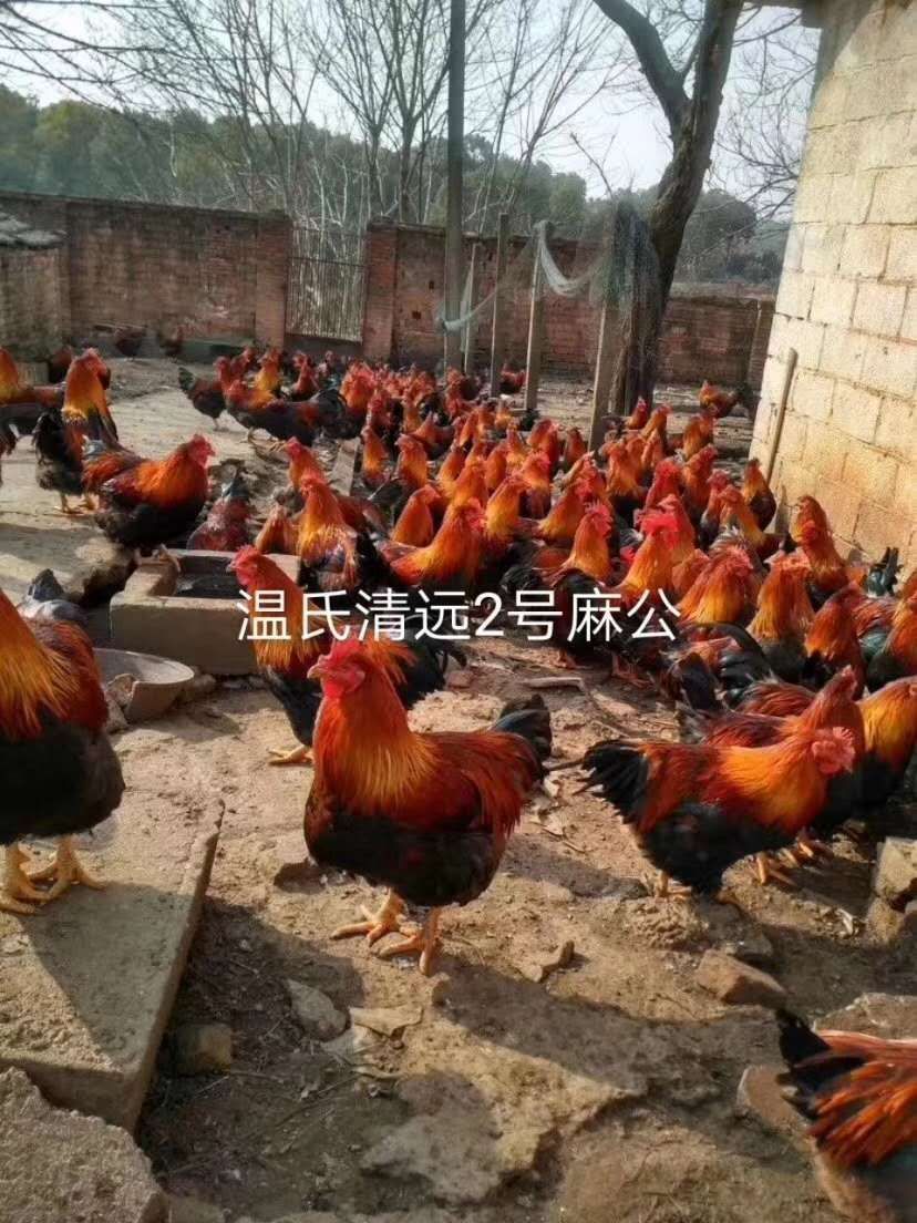 清远麻鸡苗 清远麻   草原红  笨鸡