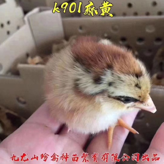 广州K9麻黄鸡苗 麻黄k9