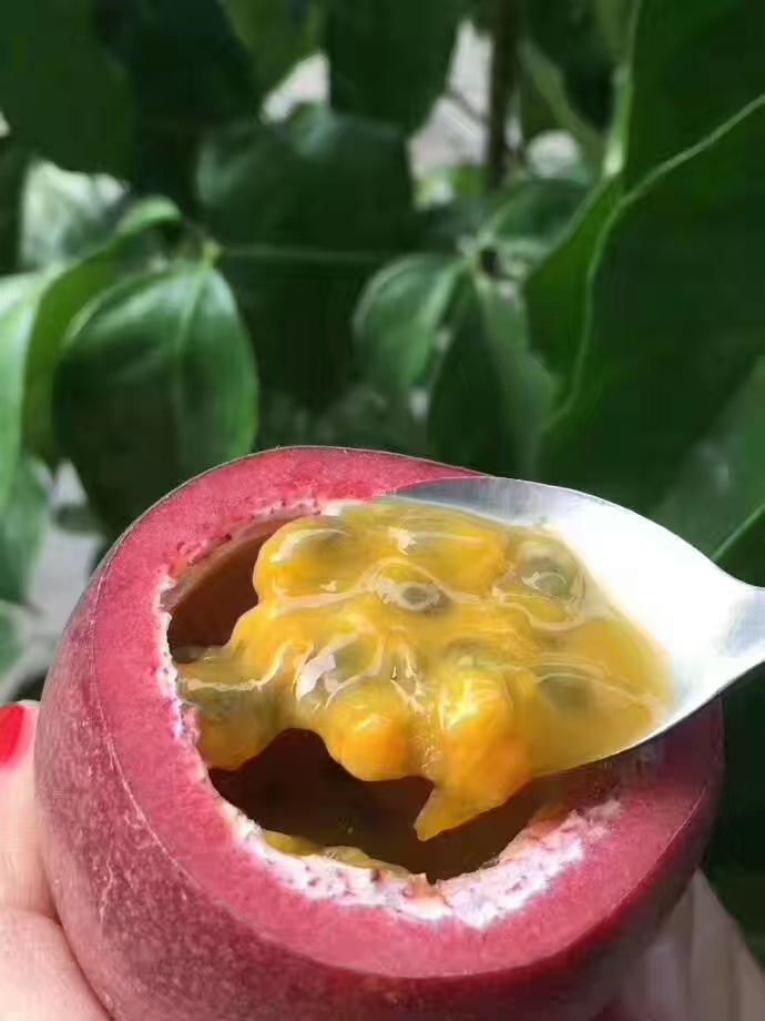  百香果苗…